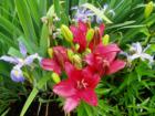 Stargazer lily and friends, Cornwall Park home
