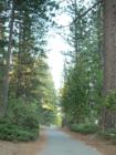 Pinecrest Lake Hiking Trail