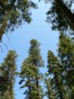 Pinecrest Tree Tops