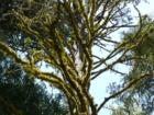Pinecrest Unique Trees