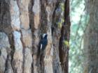 Pinecrest Woodpecker