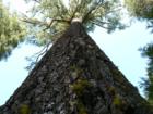 Pinecrest Ageless Tree