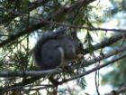 Pinecrest Chipmunk