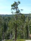 Pinecrest