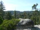 Pinecrest / Strawberry