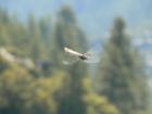 Pinecrest Lake Dragon-Fly
