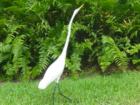 Just one of the many beautiful birds that you will see on any given day.  