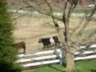 Fearrington Village is famous for it's striped cows