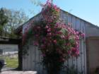 Roses on a old shop in Omak