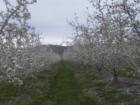 Fruit trees in north Omak