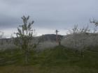 Omak fruit trees