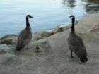 Pinecrest - Canadian Geese & Baby
      The Only Photo of them EVER in Pinecrest