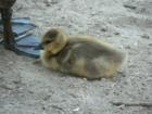 Pinecrest - Baby Canadian Goose