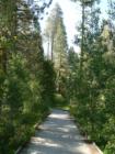 Pinecrest Walking Trails