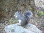 Pinecrest Wildlife