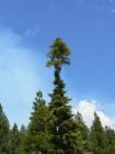 Pinecrest 