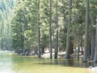Pinecrest