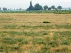 View Lots in Wilder