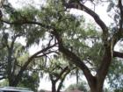 Mature oaks...