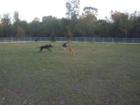 Crystal Lake has it's own Dog park too!