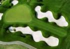 Bay hill " Arnold Palmer" Golf