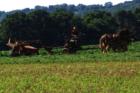 Farms near the Manheim Township and Warwick Township line