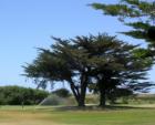 Sharp Park Golf Course - and it supposed to be foggy...