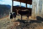 MARSHALL, N.C. Atop a Ridge You May Find a Surprise. Best Friends.