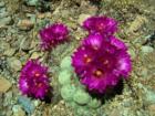 Desert Joy. 