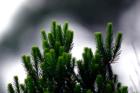 Beach Rosemary of on the POA protected dunes on Dauphin Island.