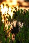 Beach Roasemary with setting sun on POA protected Dauphin Island Beach.