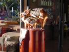 "Javelina On Parade" - 'Charlie' and 'Nancy' greet you as you enter at CENTURY 21 Metro Alliance's Uptown Sedona office. 