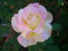 Roses do very well in Arizona, as evidenced by this specimen from a garden in the Camp Verde greenbelt area. The famous rose growers Jackson & Perkins have rose farms in the Phoenix/Valley of the Sun area.