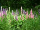 No People, Unspoiled Wildlife And Wild Flowers In Cyr Plt!