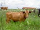 Longhorn in San Marcus