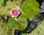 Water garden, Cornwall Park neighborhood