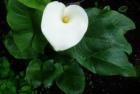 Calla lilly, Cornwall Park neighborhood