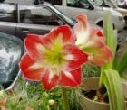 Railroad Avenue, flowers for sale