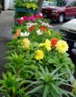 Flowers for sale, Railroad Avenue