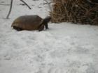 A gopher tortoise at the Barefoot Beach gopher tortoise preserve.  The gopher tortoise is federally protected.  They are not swimmers and eat vegetation.
