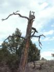 A lonely tree at Castlewood Canyon State Park, just south of Franktown.