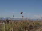 The view from Lookout Park (Centennial, CO).