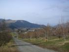 Orchards in the Monitor area