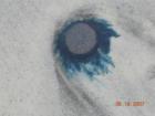 Blue button jellyfish on beach