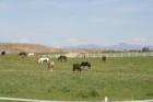 Equestrian Center in Hillsdale Estates... Bording Horses for Home Owners