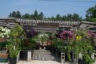 Rondonis Farm
      (c) Joan Whitebook
