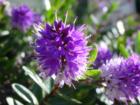 Maunawili - Beautiful Flower off the main Trail to the falls