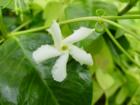 Wildflower in Coconut Grove  -  Backyard