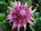 Spectacular shot of Flower on roadside