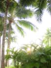 Transcending in Waikiki